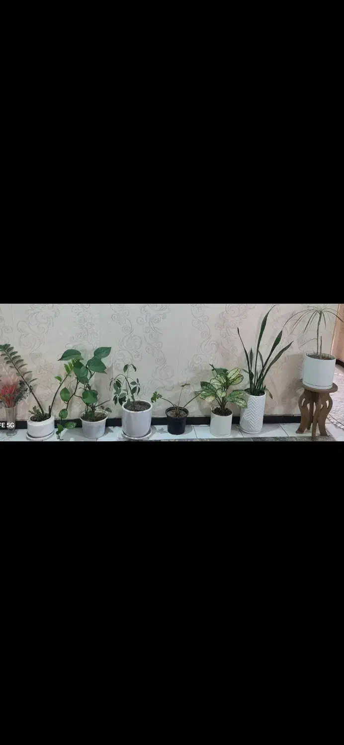 گل و گلدان طبیعی|گل و گیاه طبیعی|فردیس, قریشی|دیوار