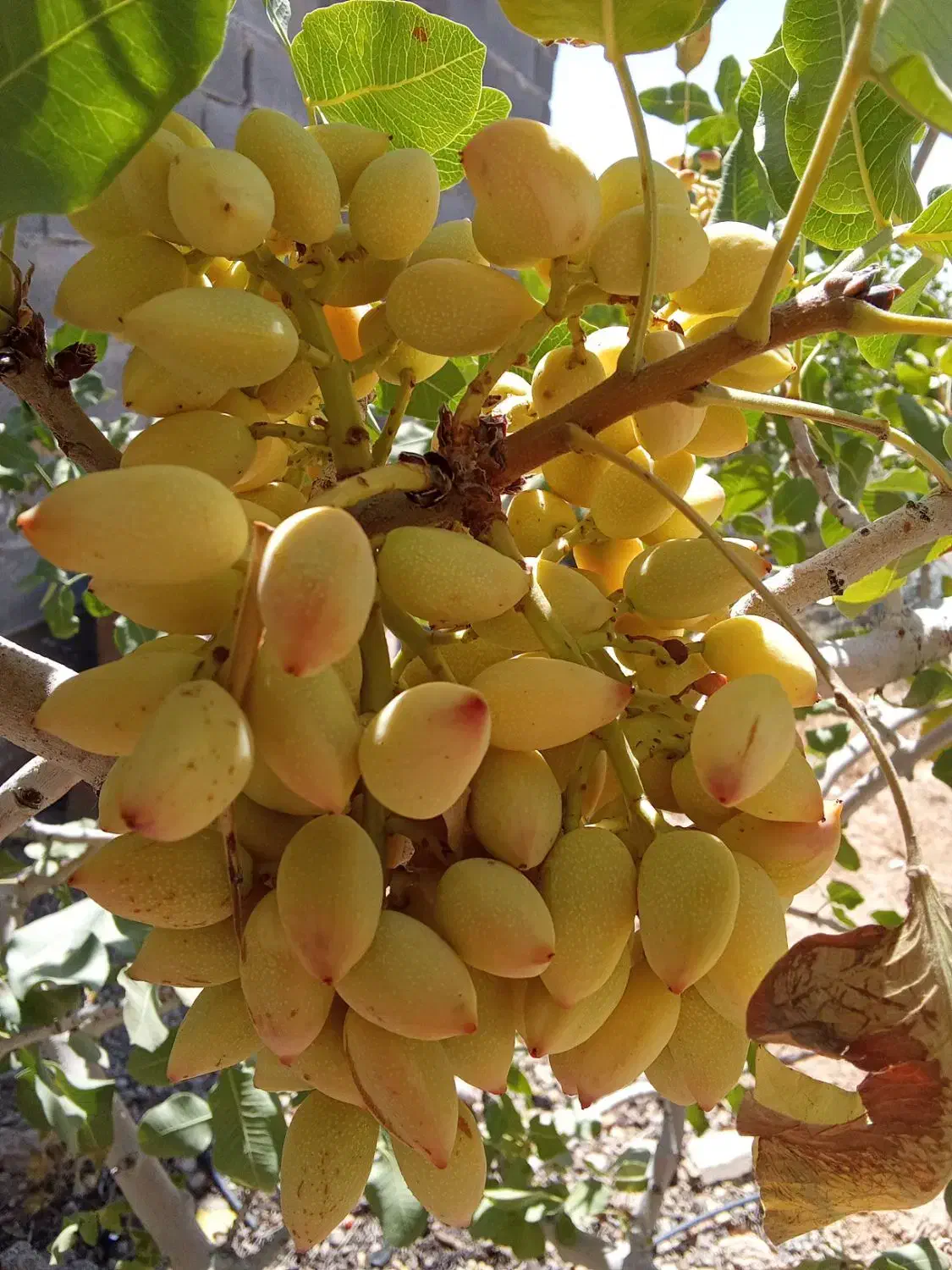 فروش پسته تر عمده با خوشه|عمده‌فروشی|شیراز, ارم|دیوار