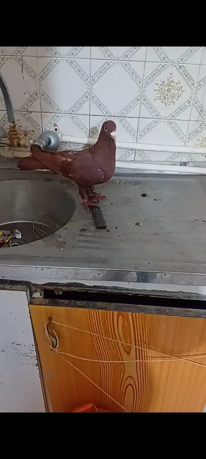 ساعت کفتری|ساعت|رفسنجان, |دیوار