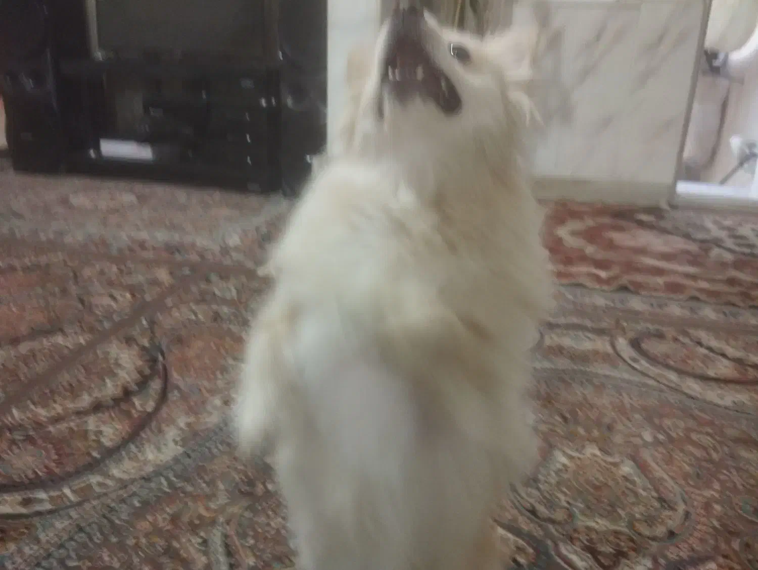 سگ خونگی|سگ|قم, علی آباد|دیوار