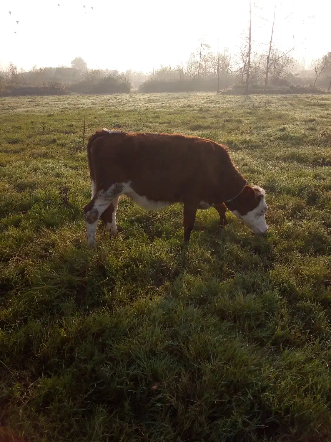 تلیسه سیمینتا ل|حیوانات مزرعه|خشکبیجار, |دیوار