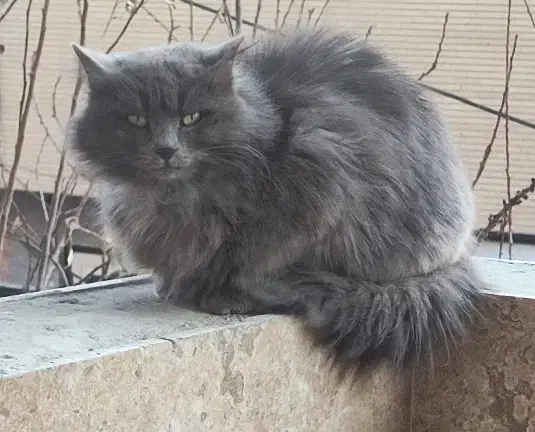 راهنمایی در مورد گربه|گربه|تبریز, |دیوار