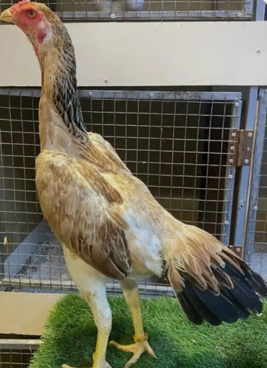 مرغ لاری الیرام|حیوانات مزرعه|سراب, |دیوار