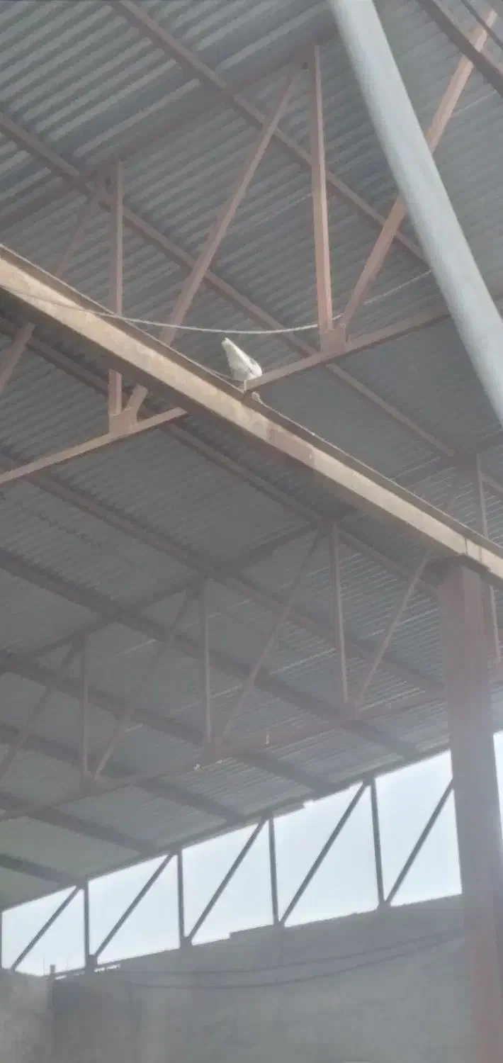 تعدادی کبوتر پرشی|پرنده|علیآباد کتول, |دیوار