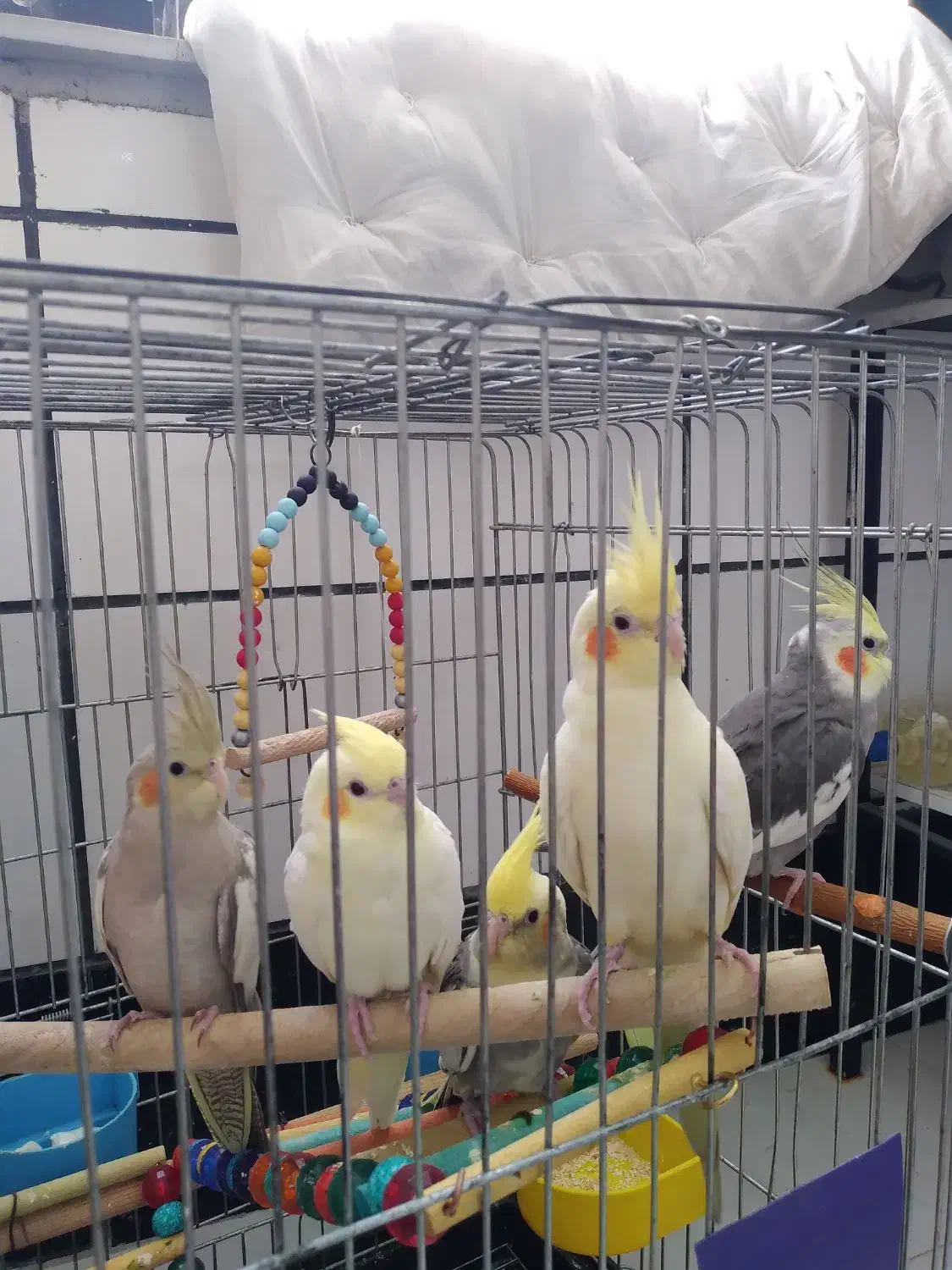 ۲عدد ۳تا جوجه|پرنده|باغستان, |دیوار