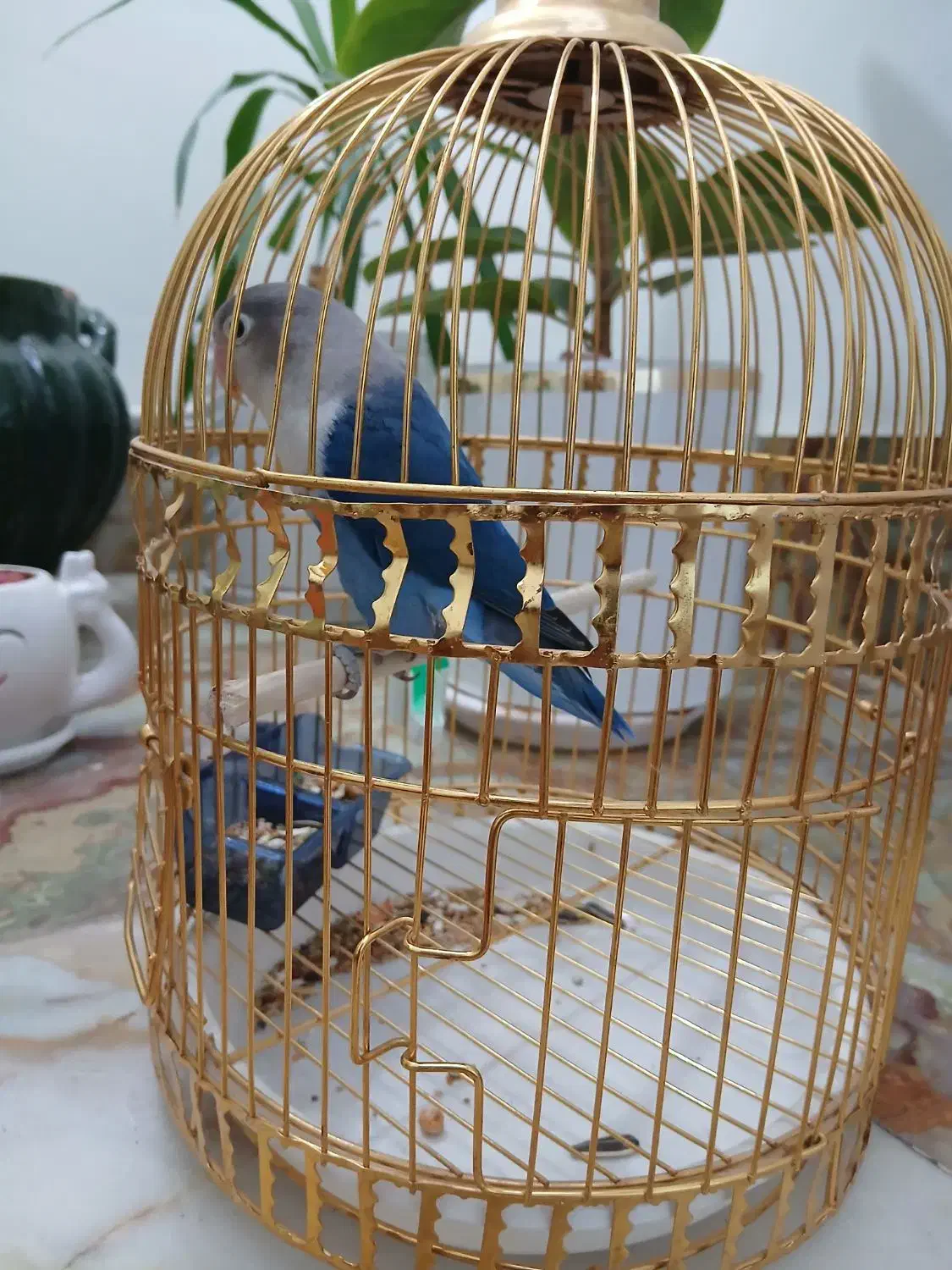 طوطی کوتوله|پرنده|کرمان, |دیوار