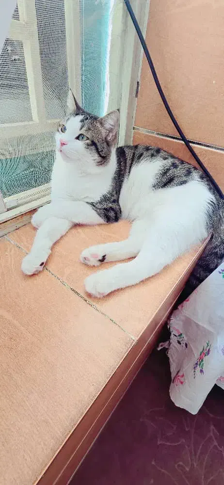 گربه|گربه|کرمان, |دیوار