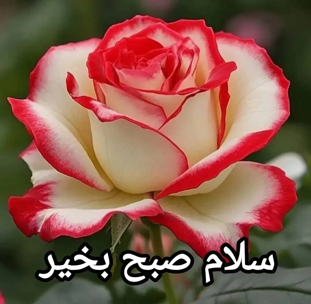 912141241341441541641741841|سیمکارت|زنجان, |دیوار