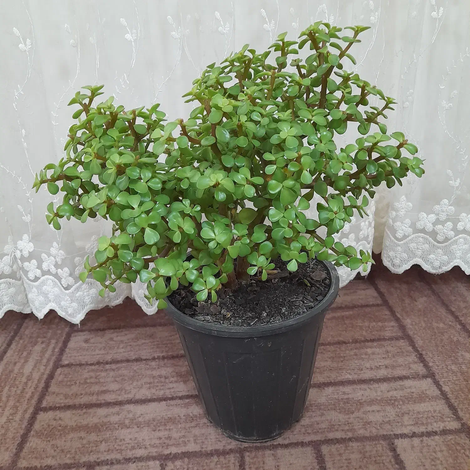 درختچه کراسولا خرفه ای|گل و گیاه طبیعی|اردبیل, |دیوار