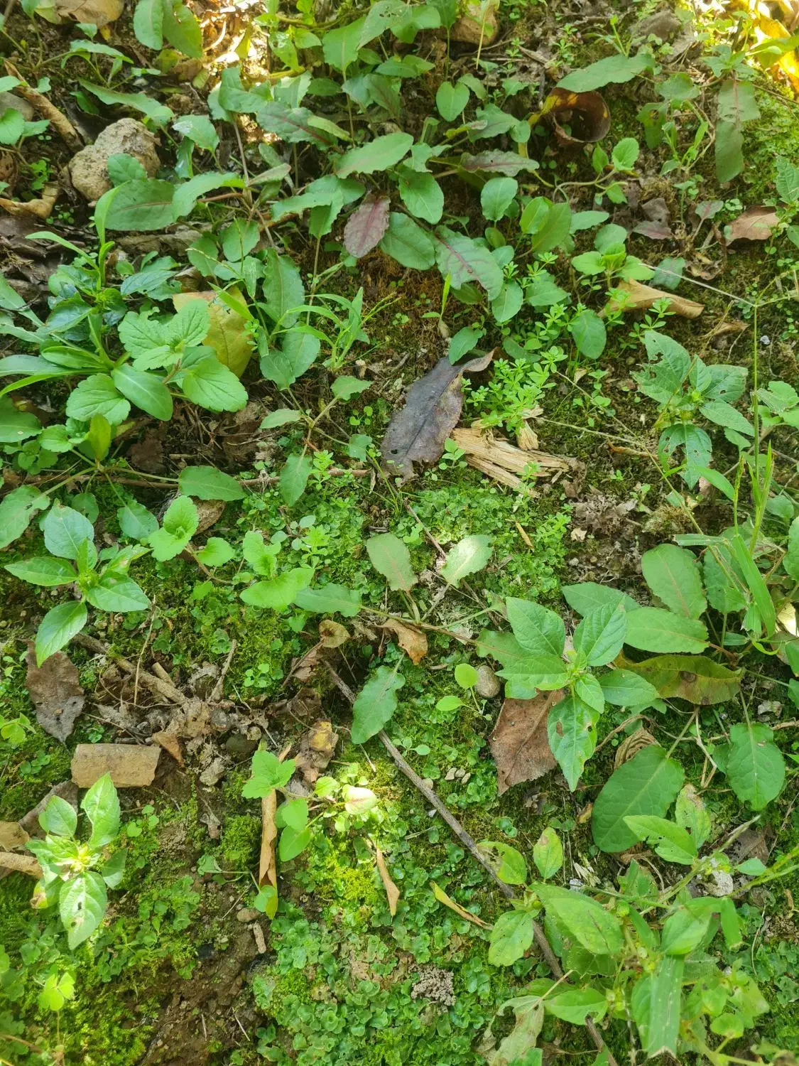 خاک باغچه.خاک برای پر کردن کوچه یا چاله|خدمات باغبانی و درختکاری|لاهیجان, لیل|دیوار