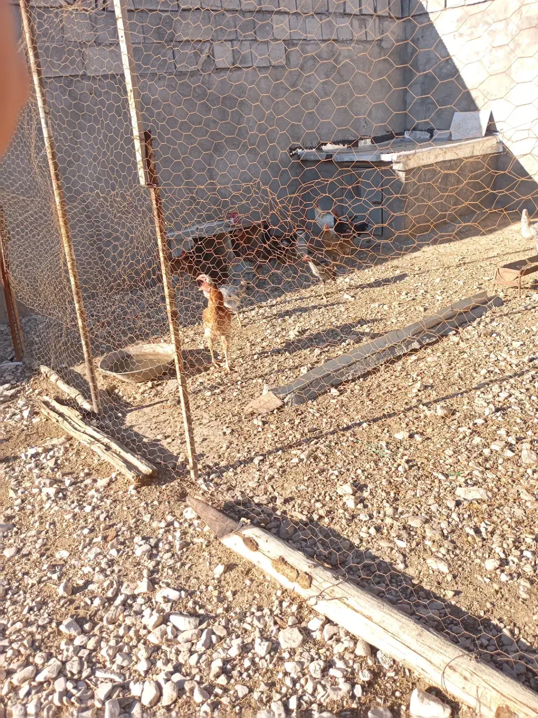 فروش خروس|حیوانات مزرعه|سرپل ذهاب, |دیوار