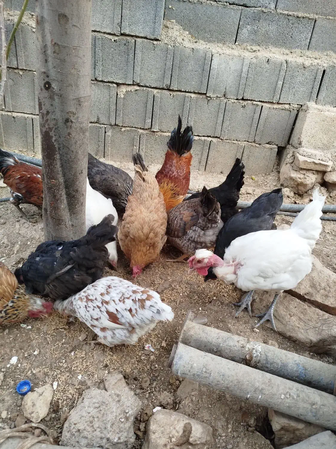 مرغ وخروس محلی اصل|حیوانات مزرعه|یاسوج, |دیوار