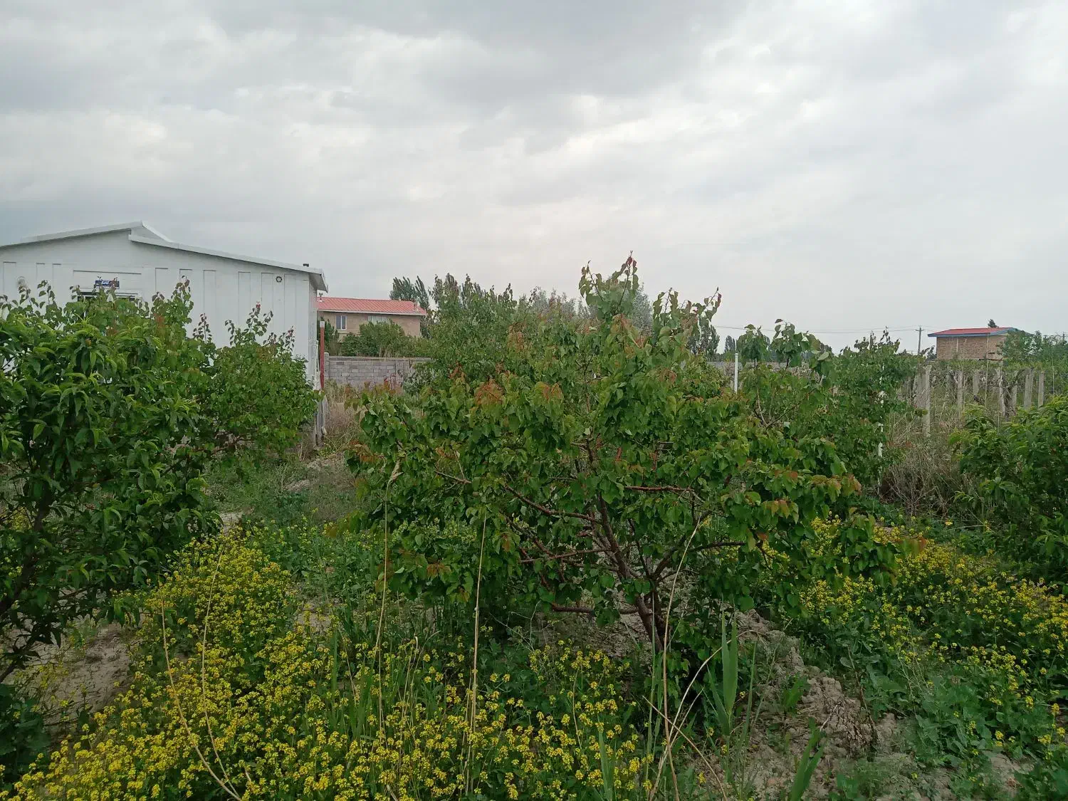 نهال بارده ۵ ساله|خدمات باغبانی و درختکاری|نوشین شهر, |دیوار