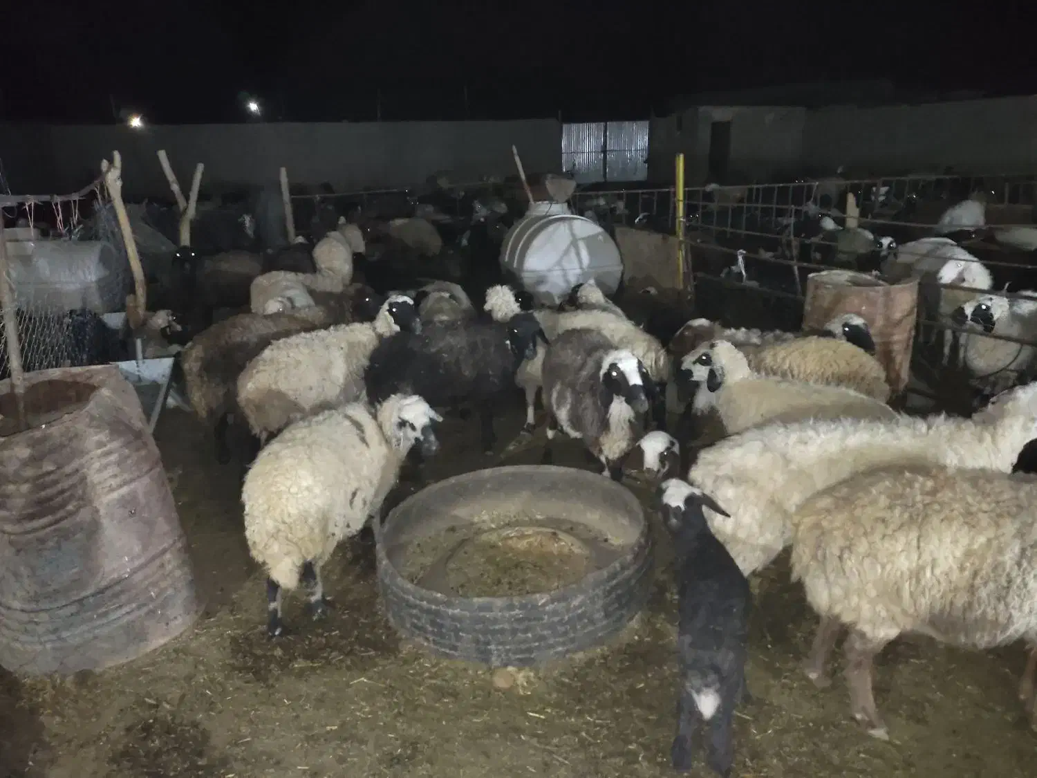 میش زاییده|حیوانات مزرعه|جلگه ماژان, |دیوار