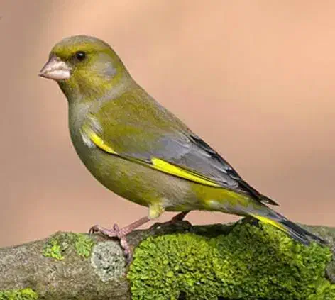 سهره چمنی|پرنده|سنندج, |دیوار