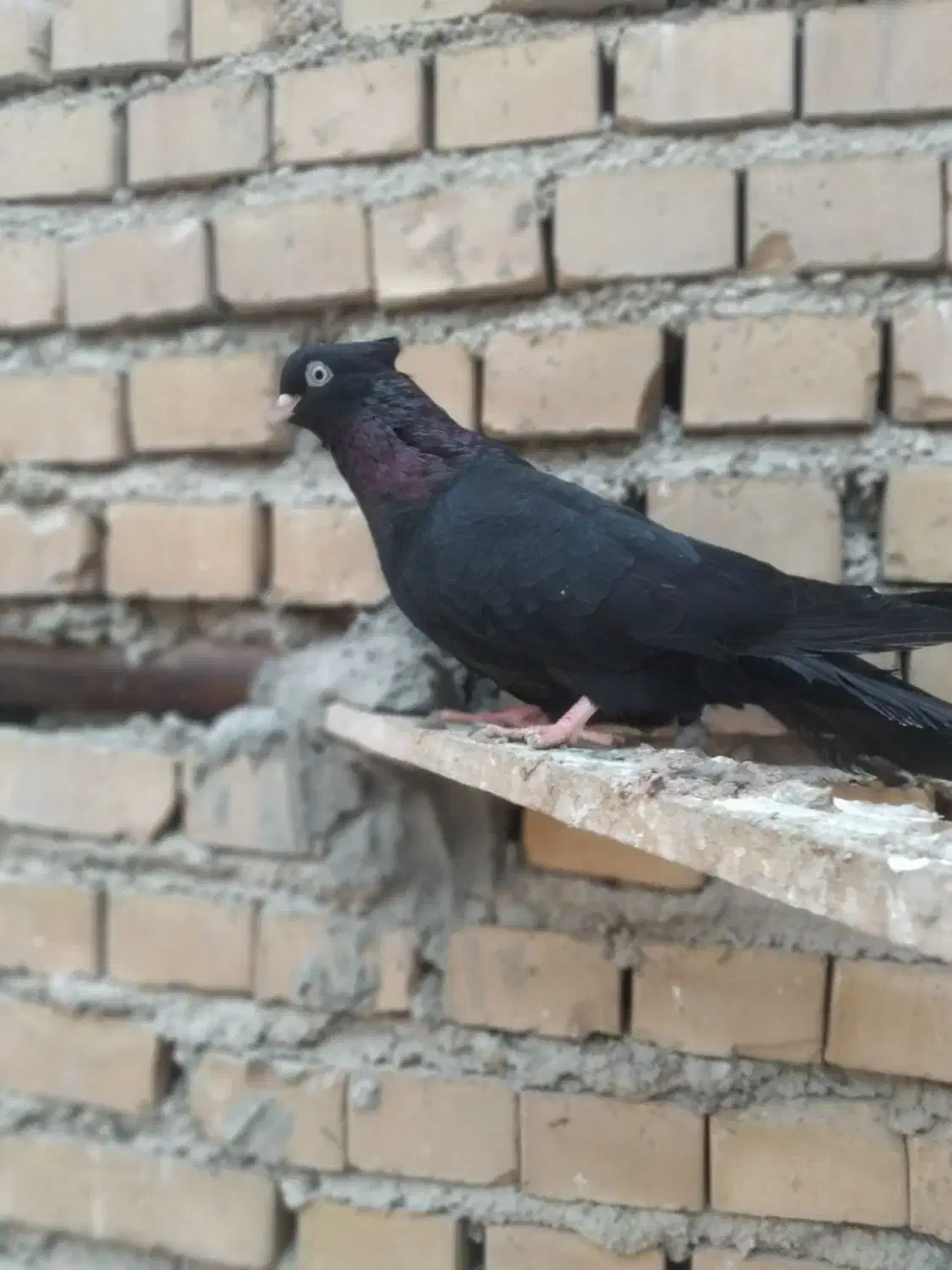 زاغ ماده|پرنده|بندر ماهشهر, |دیوار