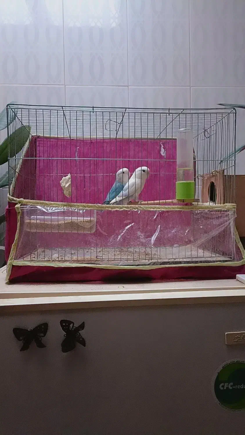 فروش جفت مولد کوتوله برزیلی|پرنده|شهرکرد, |دیوار