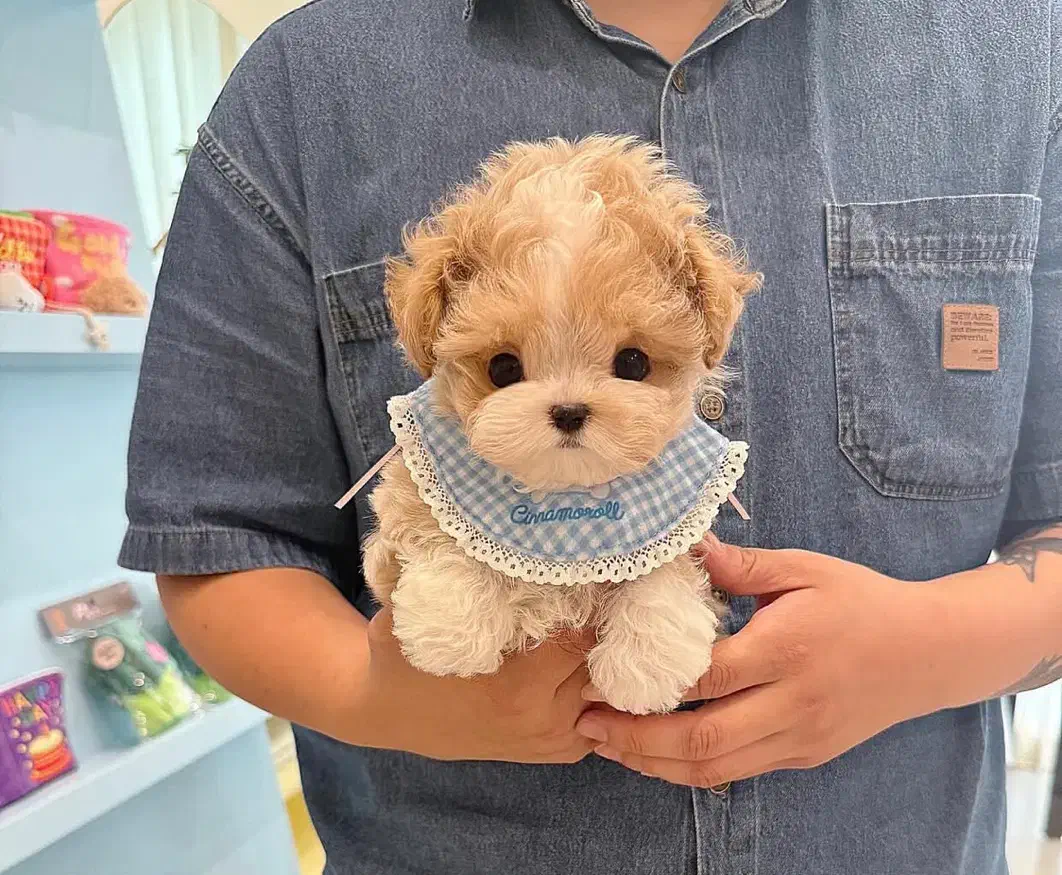 پودل کراس|سگ|تهران, جنت‌آباد مرکزی|دیوار