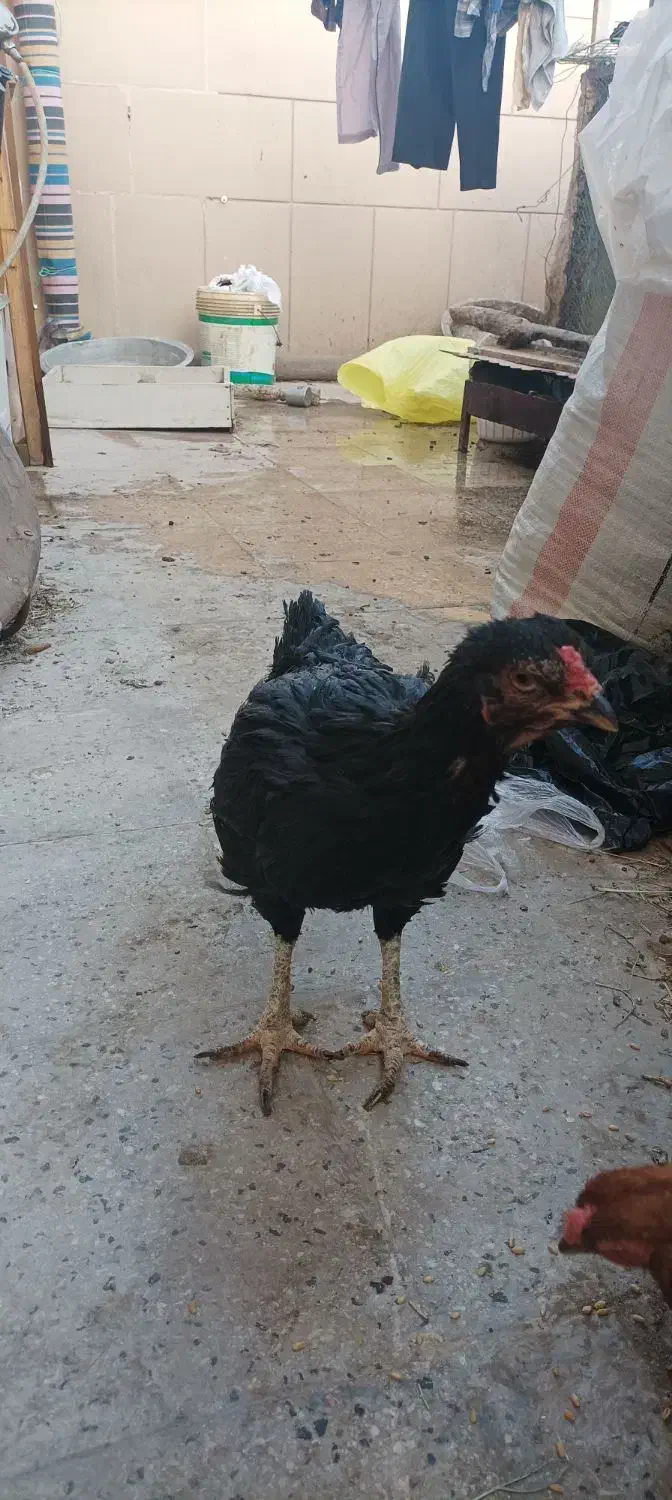 مرغ لاری|حیوانات مزرعه|تربتحیدریه, پائین ولایت|دیوار