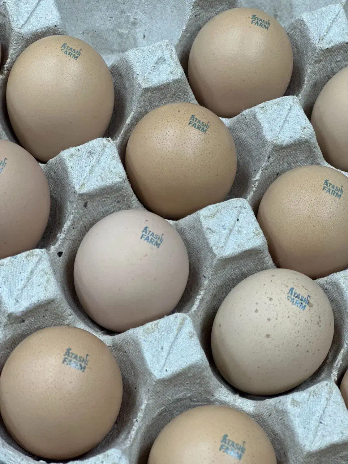 تخم نطفه دار برهما اصیل|حیوانات مزرعه|یزد, |دیوار