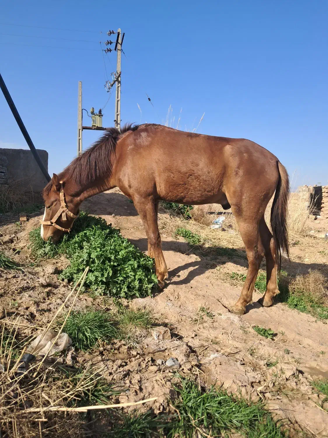 اسب گمشده|حیوانات|تربت جام, والفجر|دیوار