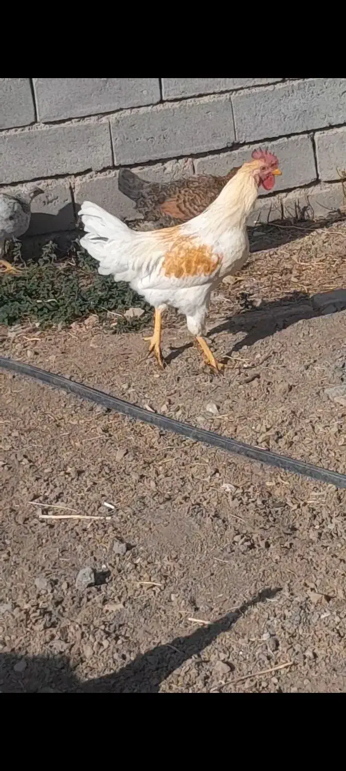 خروس‌‌‌‌|حیوانات مزرعه|میانه, |دیوار