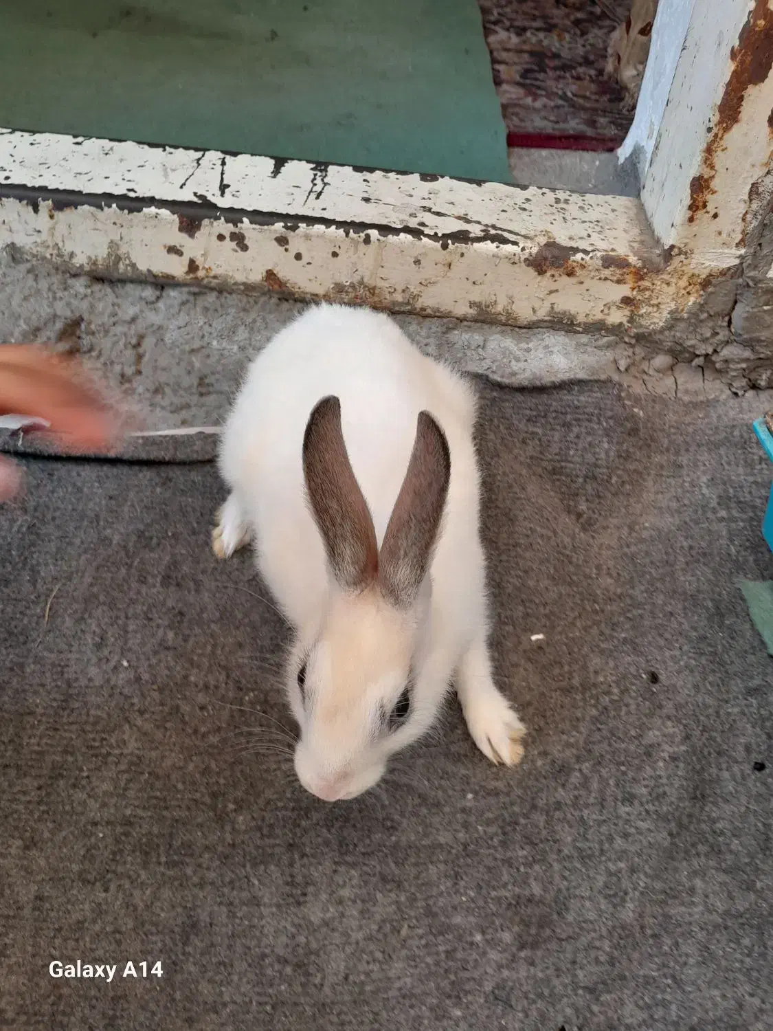 خرگوش|موش و خرگوش|نگین شهر, |دیوار