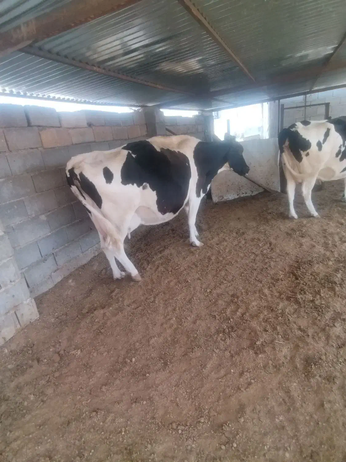 فروش گاو شیری|حیوانات مزرعه|میمند, |دیوار