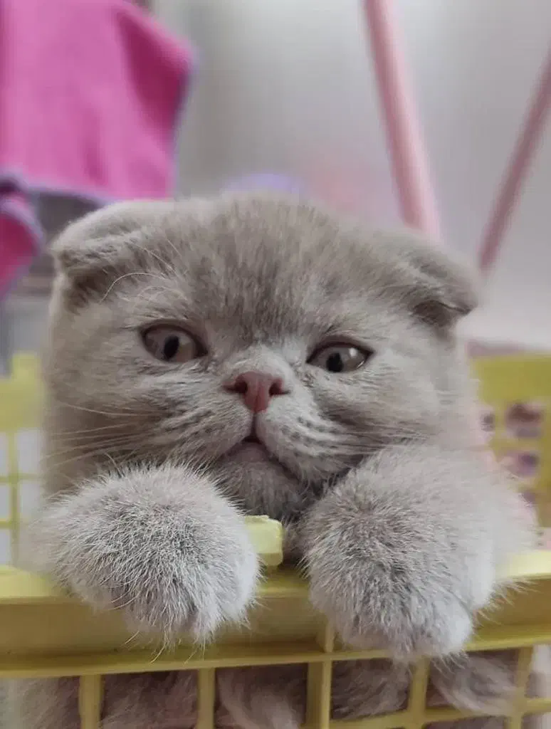 گرب فولد|گربه|بندرعباس, |دیوار