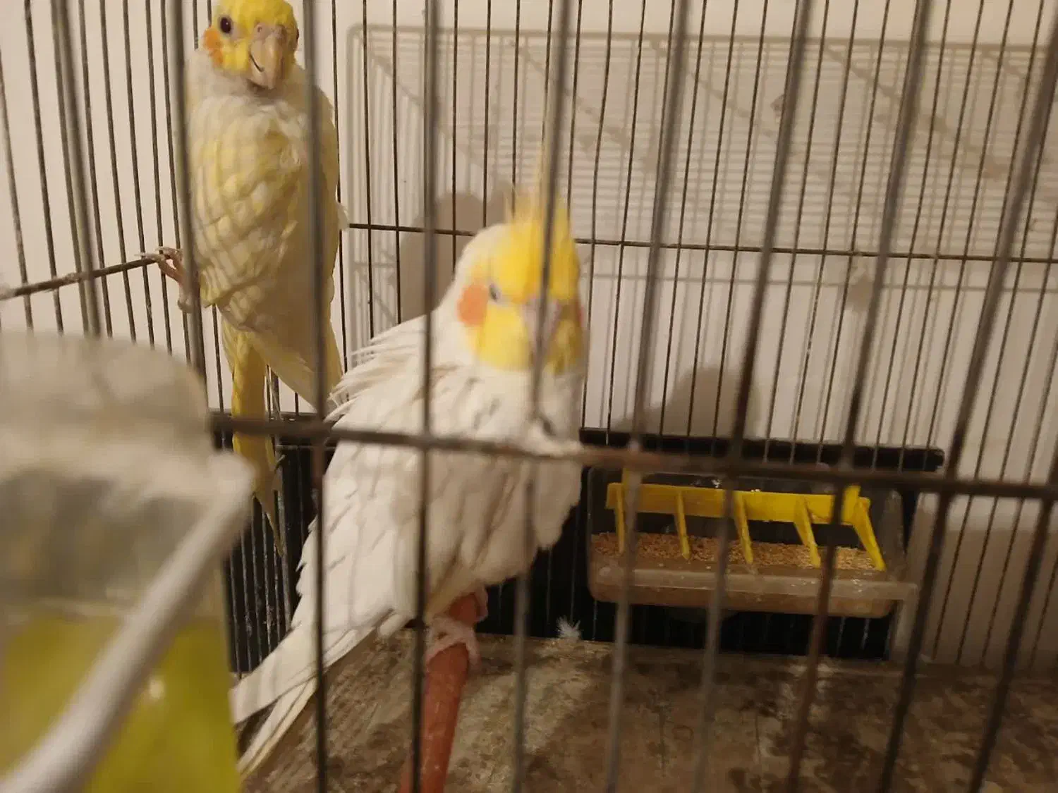 عروس هلندی جفت با جوجه و تخم با یک عدد ماده دستی|پرنده|اصفهان, باغ فدک|دیوار