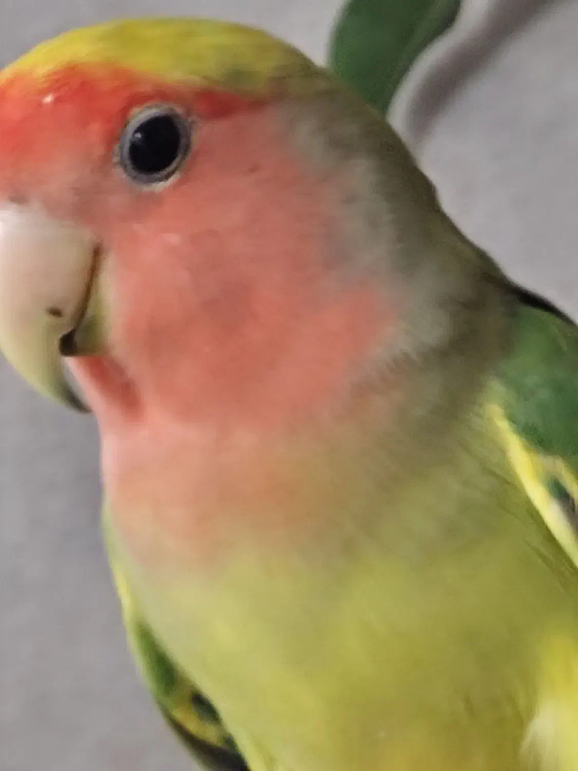 طوطی برزیلی|پرنده|تهران, خانیآباد|دیوار