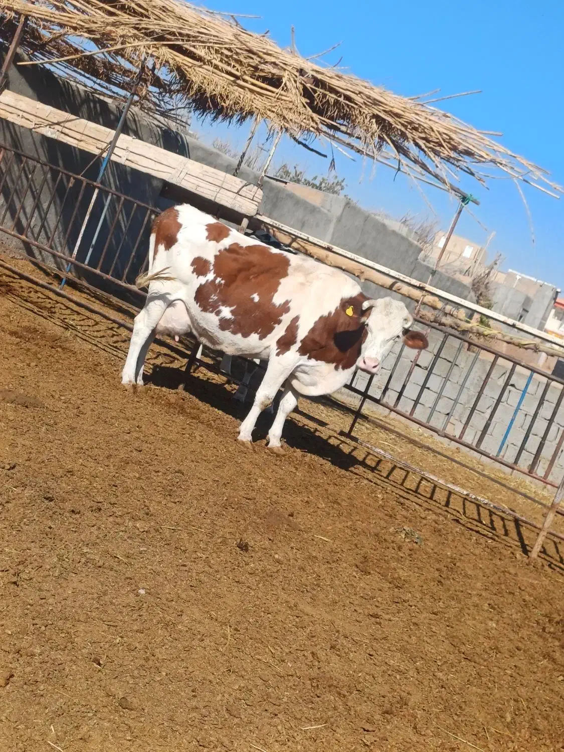 گاو با گوساله|حیوانات مزرعه|باشتین, |دیوار