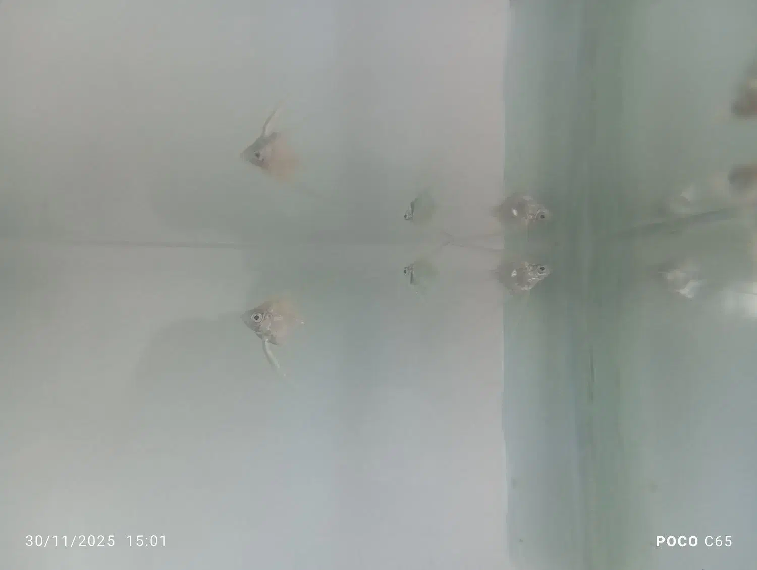 همه نوع ماهی|ماهی|نظرآباد, مسکن مهر نظرآباد|دیوار