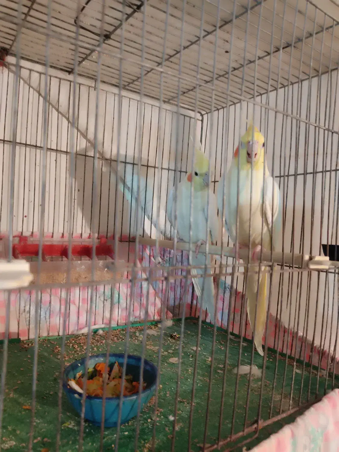 عروس هلندی خانگی در عجبشیر|پرنده|عجب شیر, |دیوار