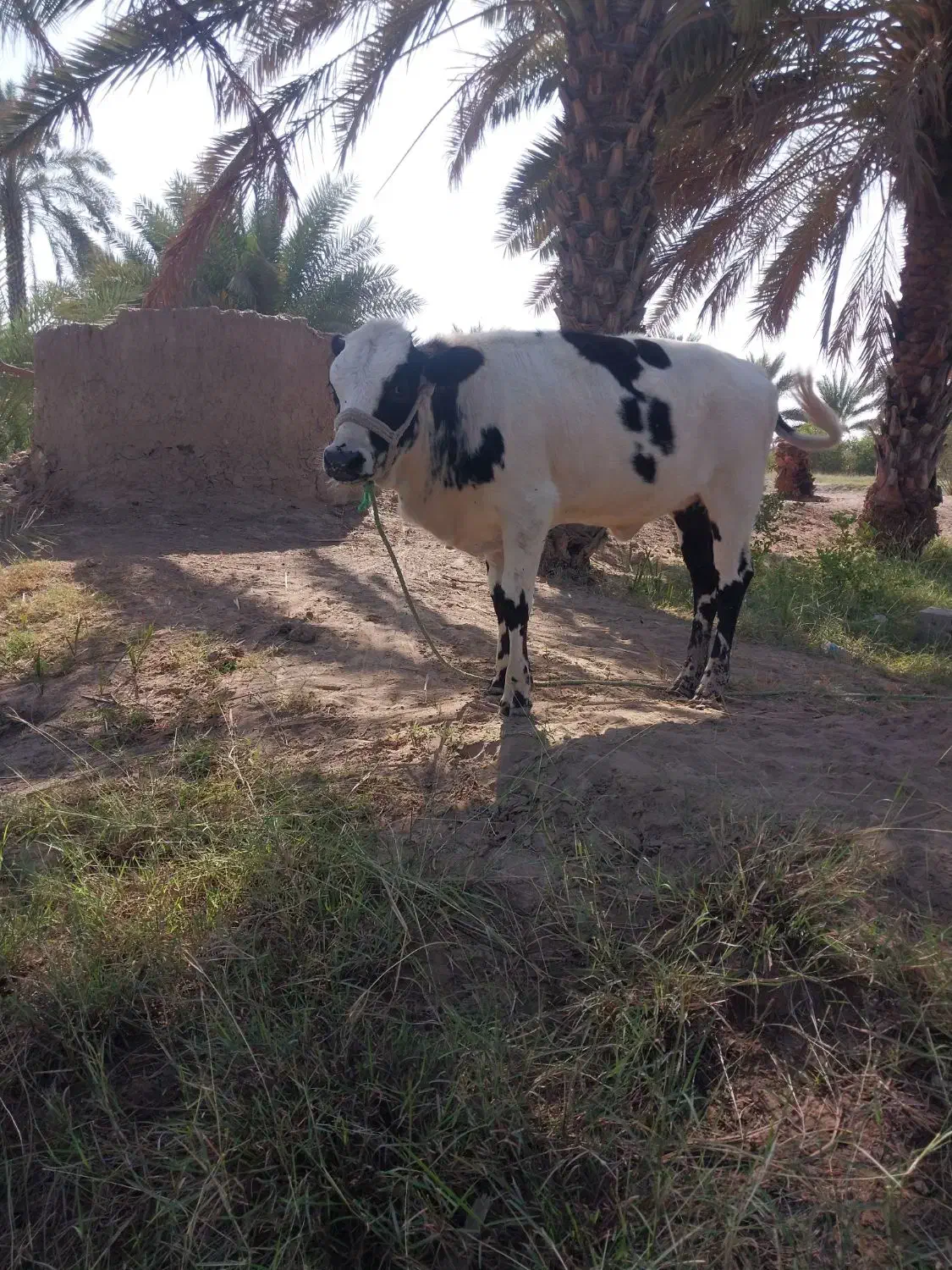 گاوشیری|حیوانات مزرعه|میناب, |دیوار