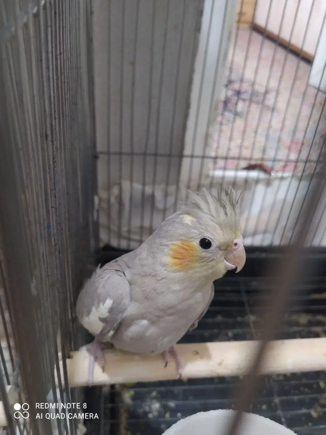 عروس هلندی|پرنده|زنجان, |دیوار