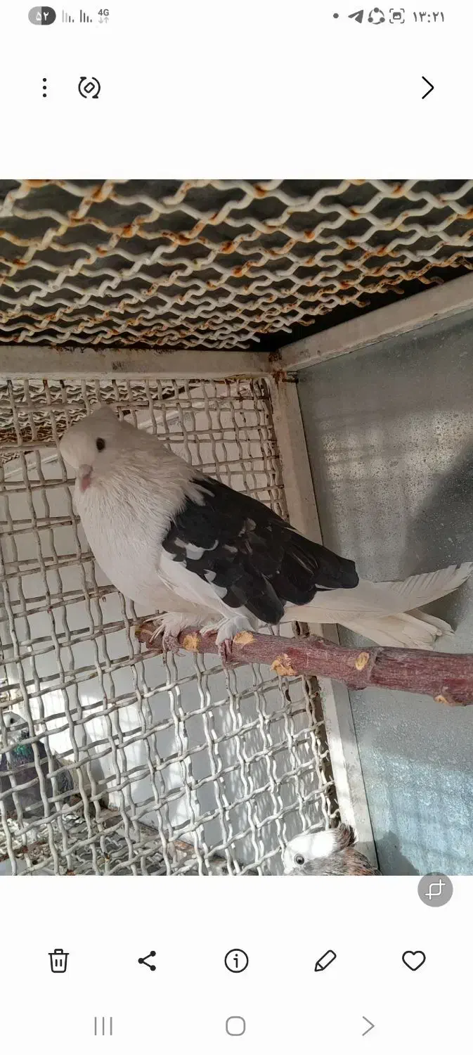 کبوتر هما وپشت سیاه خال زرد|پرنده|کهریزک, |دیوار