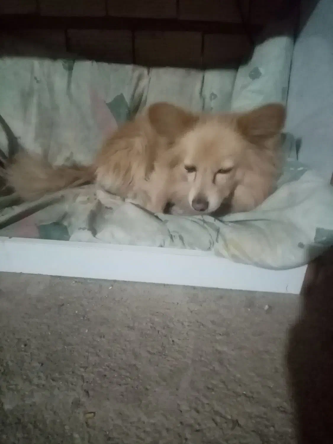 معاوضه با کبوتر|سگ|رباطکریم, رباطکریم|دیوار