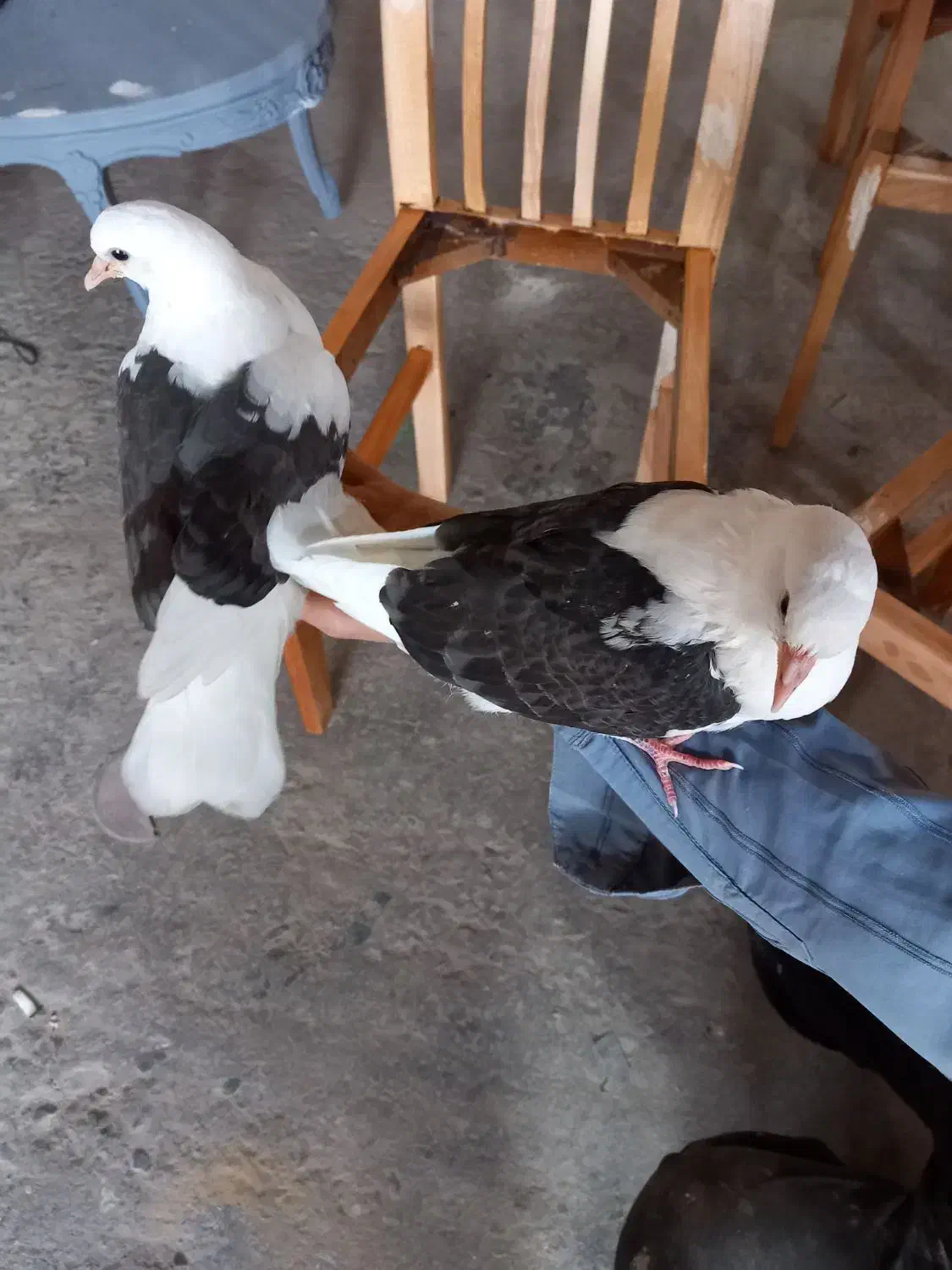 یک جفت کبوتر دستی سرلاکی|پرنده|ملایر, |دیوار