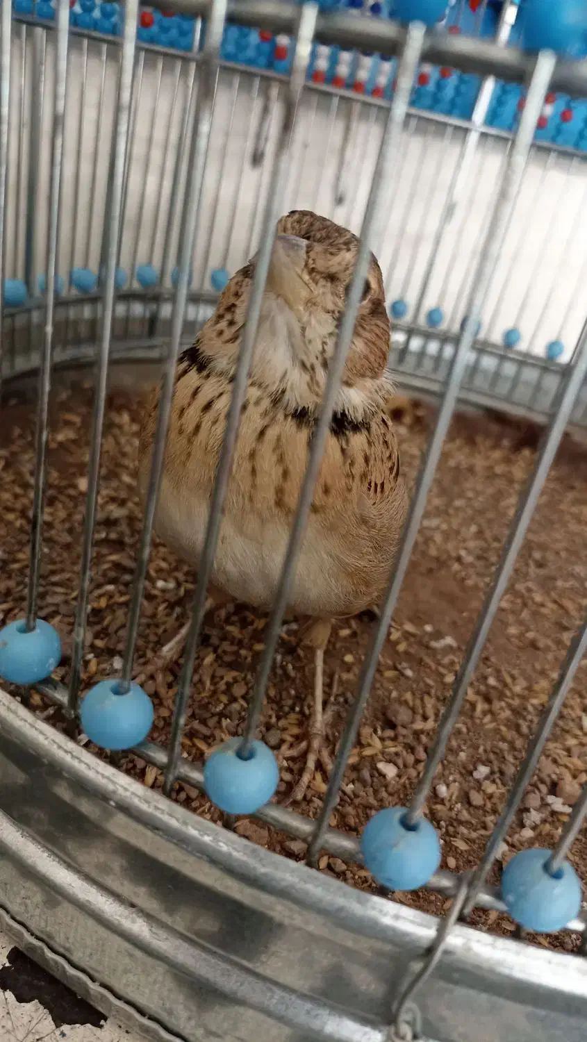 سهره خاکی نر بخون با قفس|پرنده|پاکدشت, حصار امیر|دیوار