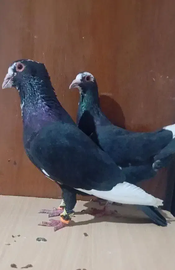 کبوتر|پرنده|بم, |دیوار