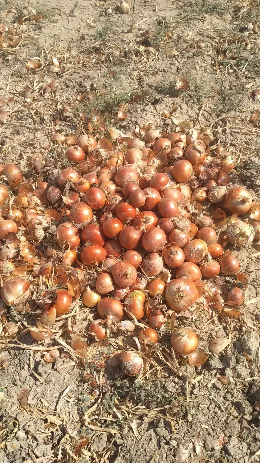 پیاز فلات قالب درشت|خدمات باغبانی و درختکاری|شیروان (خراسان), |دیوار