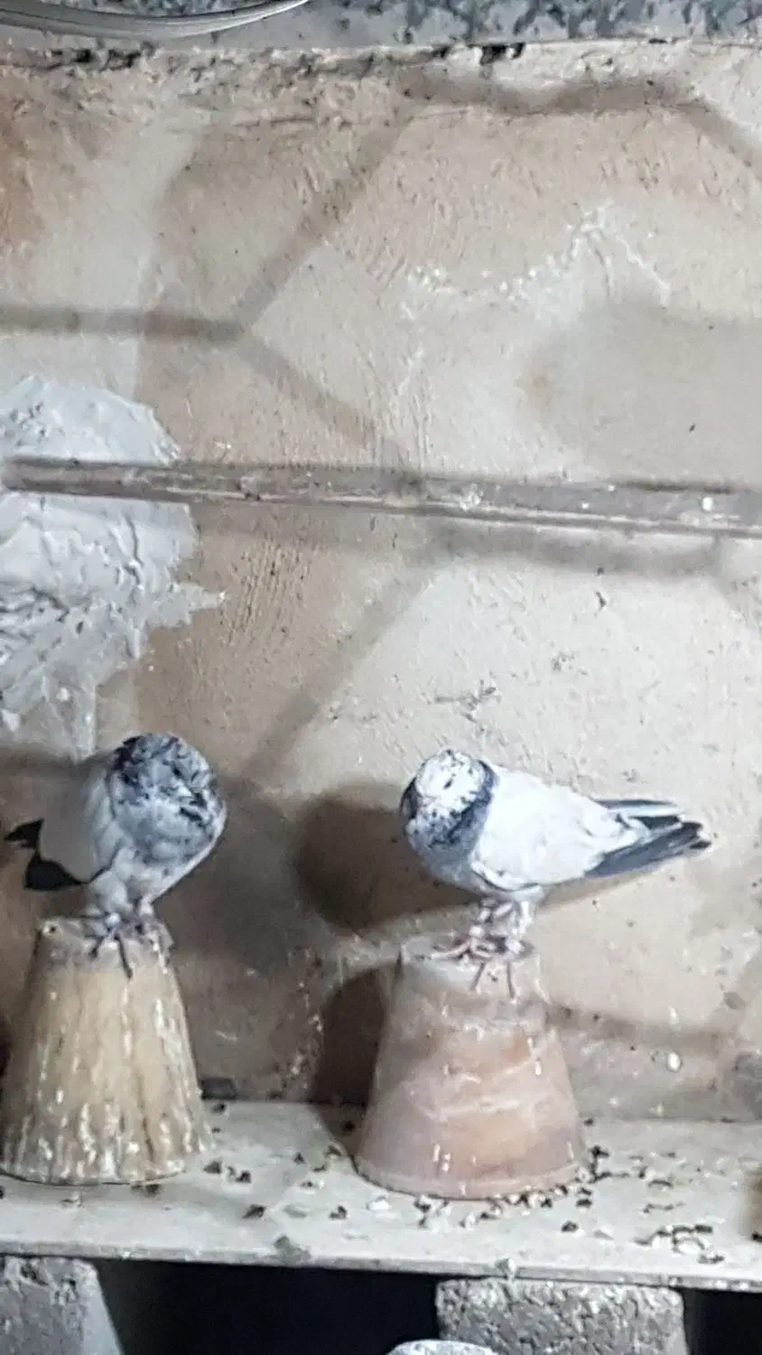 کله دم سبز|پرنده|اصفهان, باغ دریاچه|دیوار