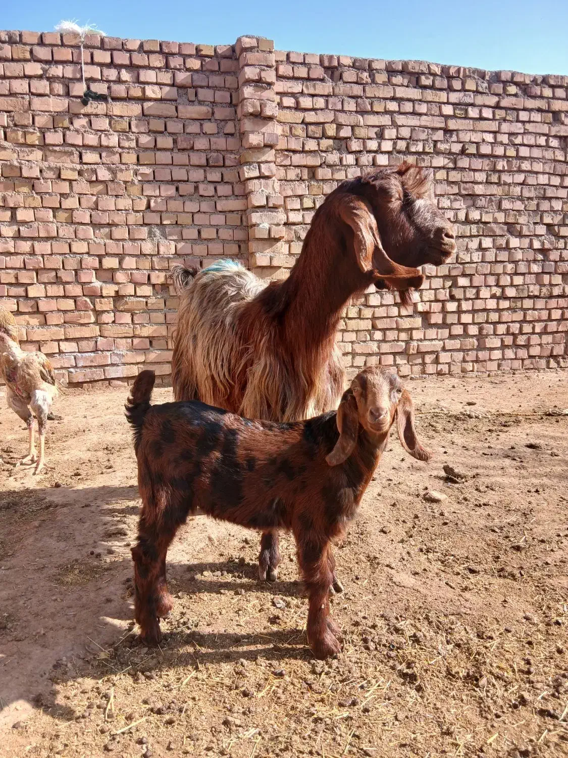 بز زائیده|حیوانات مزرعه|تربت جام, میرقوام الدین|دیوار