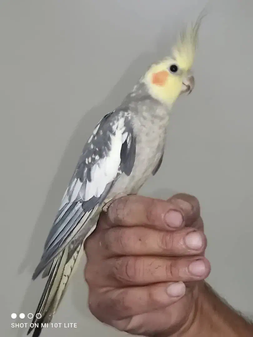 عروس هلندی|پرنده|تهران, جوادیه تهرانپارس|دیوار