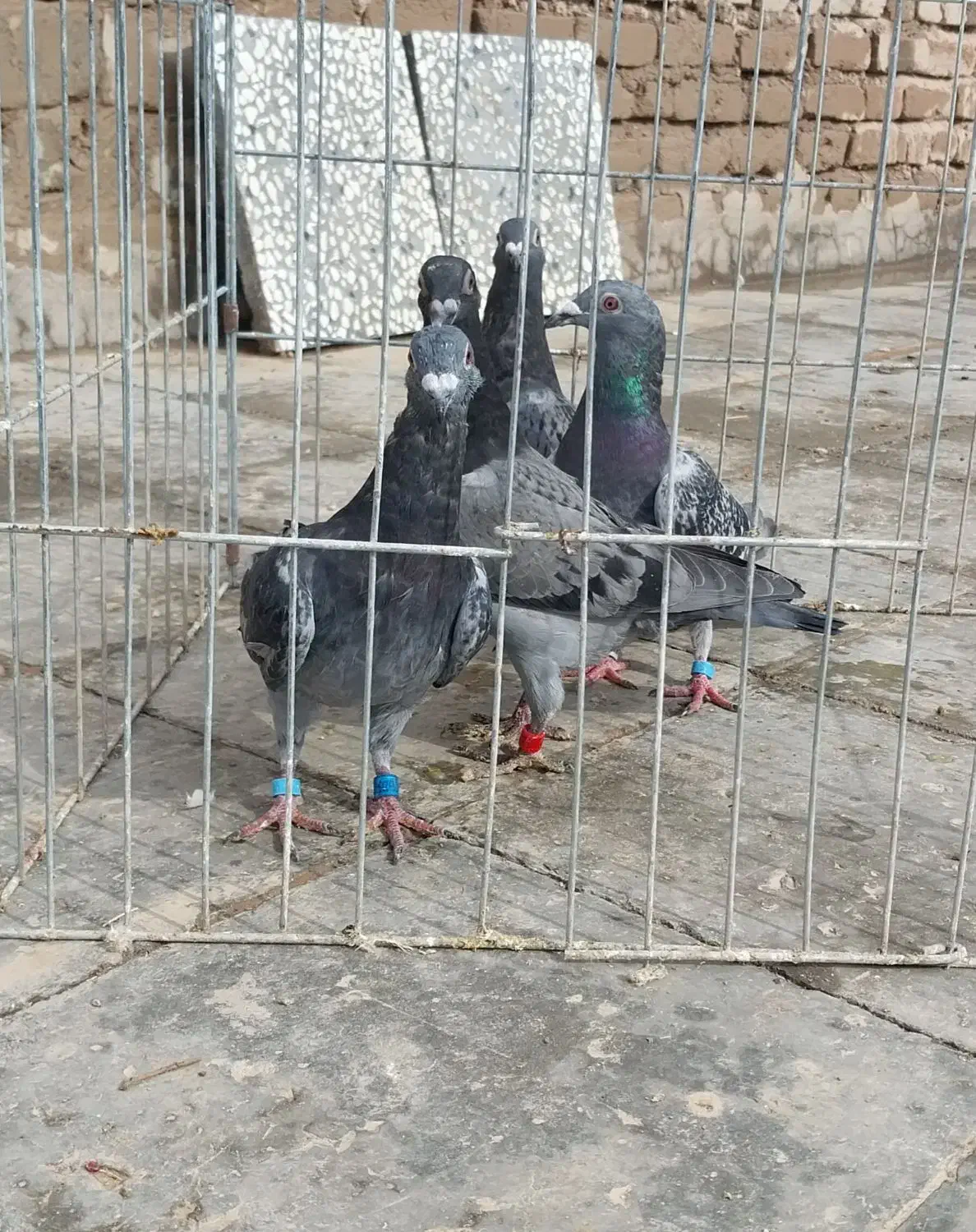 گردنبند کبوتر|بدلیجات|فردوس (خراسان), |دیوار