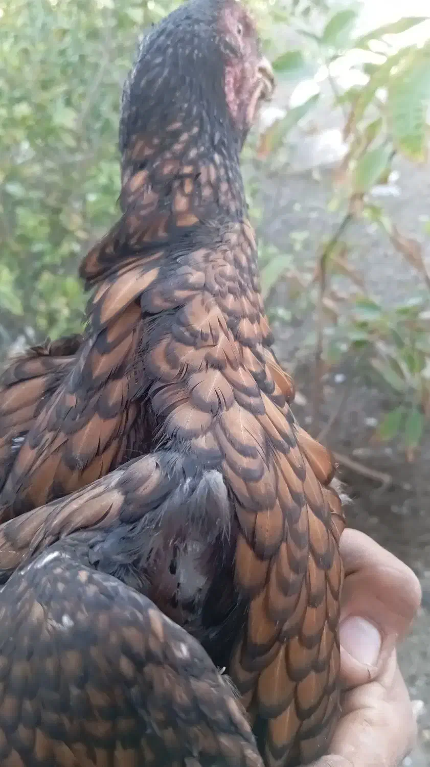 فروش مرغ|حیوانات مزرعه|بیکاه, |دیوار