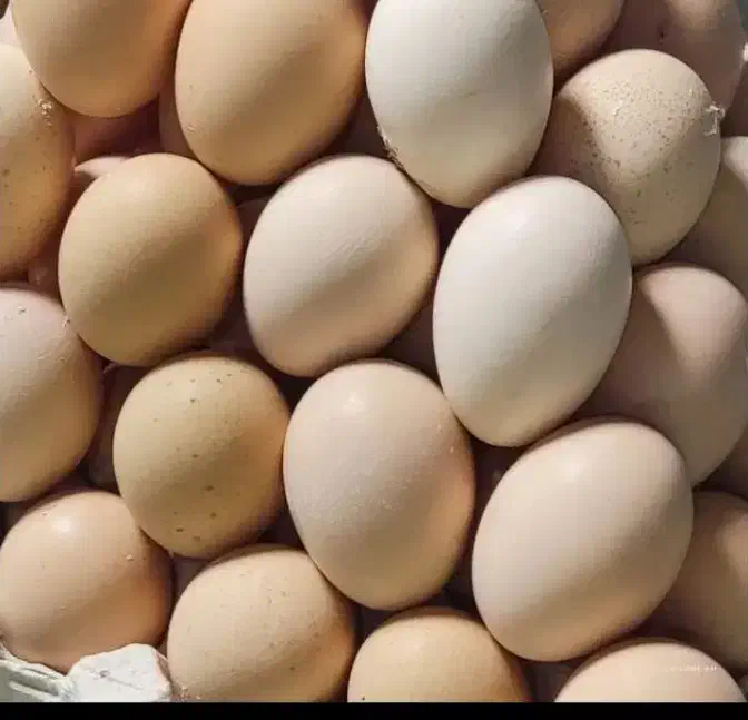 پخش عمده زیتون عمده وجزیی|خوردنی و آشامیدنی|سقز, |دیوار