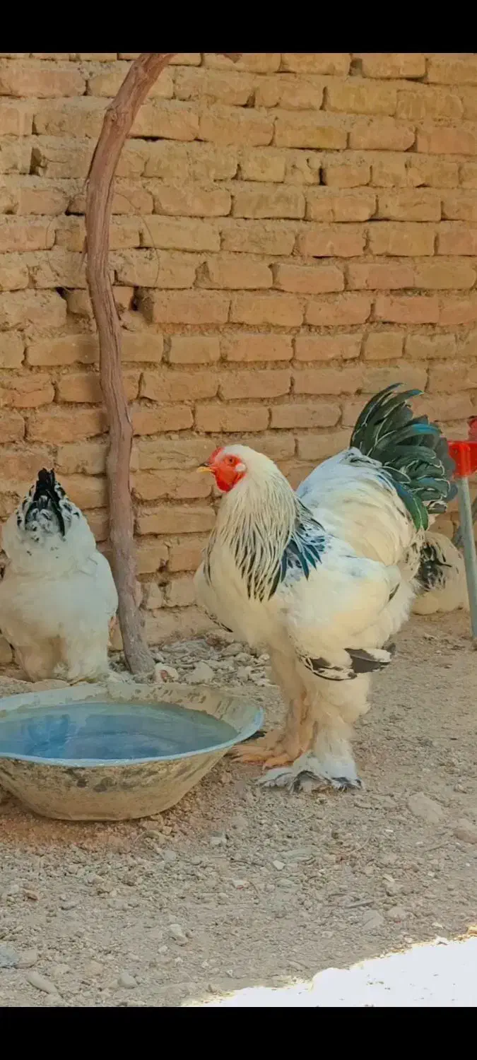 تخم نطفه دار برهما|حیوانات مزرعه|شهریار, اصیل آباد|دیوار