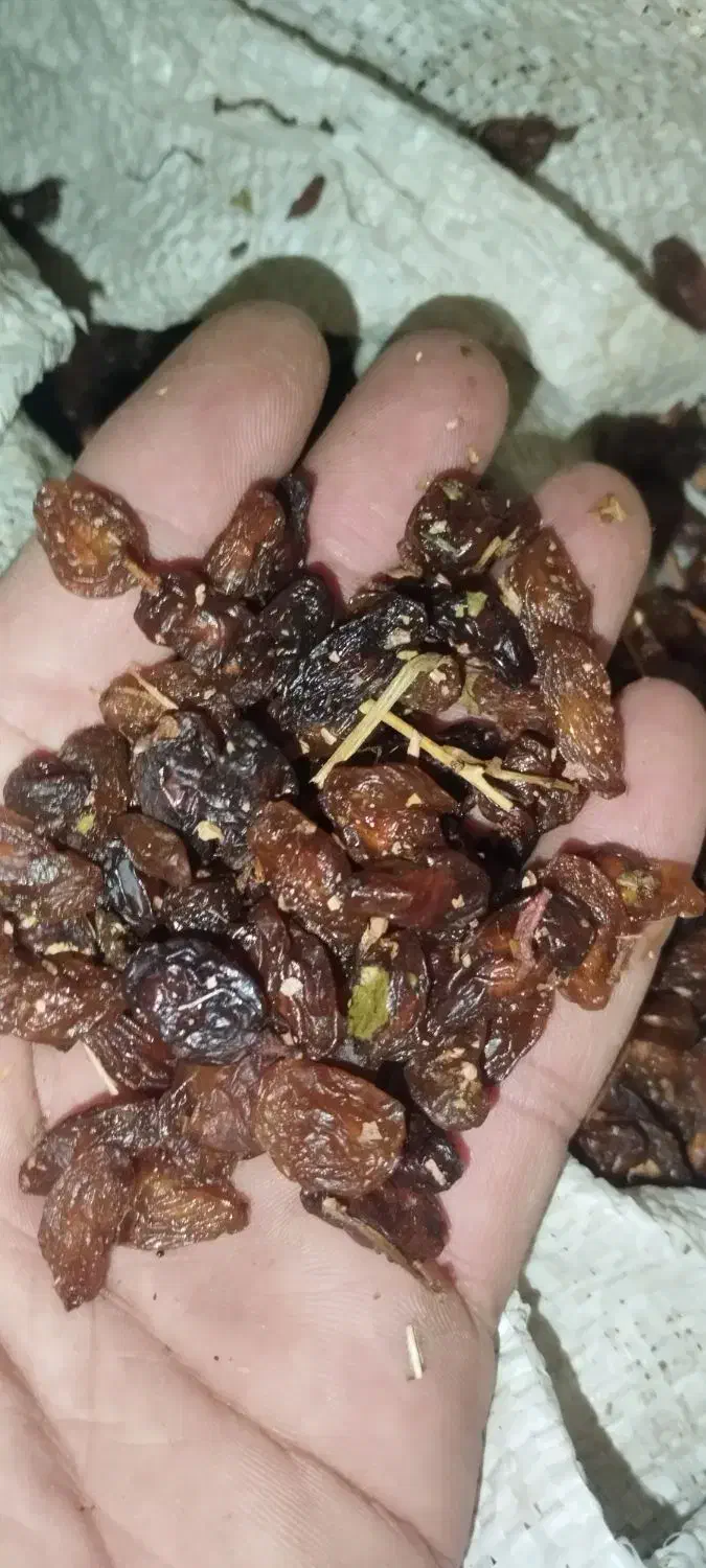 گله افتابی.کشمش افتابی|خوردنی و آشامیدنی|بردسکن, |دیوار